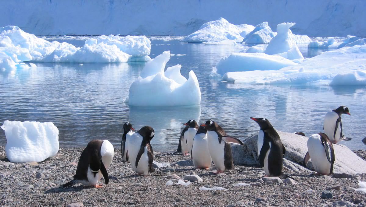 2度目の南極旅行中に撮影した風景、映っているペンギンはジェンツー。