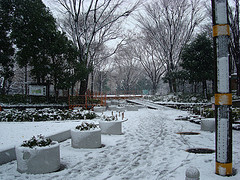 雪で真っ白になった新宿中央公園